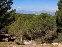 E, Malaga, Alhaurin de la Torre 1, Saxifraga-Hans Dekker