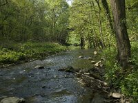 B, Liege, Plombieres , Geul 17, Saxifraga-Willem van Kruijsbergen