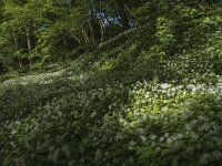 B, Liege, Plombieres 50, Saxifraga-Willem van Kruijsbergen