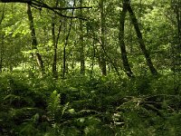 B, Limburg, Bocholt, Lozerheide 12, Saxifraga-Jan van der Straaten