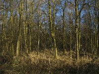 B, Limburg, Kinrooi, Hasselterbroek 1, Saxifraga-Jan van der Straaten