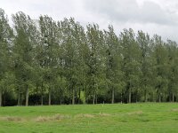 B, Limburg, Voeren, Remersdaal 13, Saxifraga-Tom Heijnen