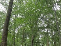 B, Limburg, Voeren, Veursbos 2, Saxifraga-Tom Heijnen