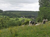 B, Limburg, Voeren, Veursbos 7, Saxifraga-Tom Heijnen