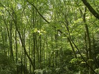 B, Namur, Viroinval, Tienne aux Pauquis 12, Saxifraga-Willem van Kruijsbergen