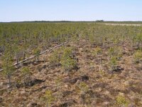 EST, Tartumaa, Elva vald, Alam-Pedja looduskaitseala from Suuretuki vahitorn, Saxifraga-Tom Heijnen