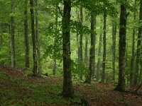F, Lozere, Bassurels, Mont Aigoual 3, Saxifraga-Dirk Hilbers