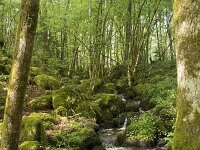 F, Nievre, Dun-les-Places, les Pres des Cheventes 1, Saxifraga-Willem van Kruijsbergen