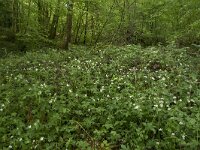 F, Nievre, Dun-les-Places, les Pres des Cheventes 7, Saxifraga-Willem van Kruijsbergen