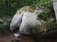 F, Seine et Marne, Barbizon, Foret de Fontainebleau 8, Saxifraga-Jan C. van der Straaten