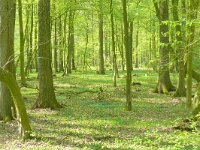 D, Niedersachsen, Samern, Samerrott 1, Saxifraga-Hans Grotenhuis