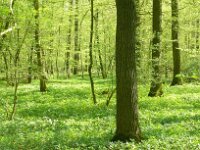 D, Niedersachsen, Samern, Samerrott 3, Saxifraga-Hans Grotenhuis