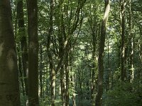 D, Rheinland-Pfalz, Gerolstein, Munterley 10, Saxifraga-Willem van Kruijsbergen