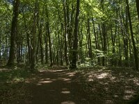 D, Rheinland-Pfalz, Gerolstein, Munterley 9, Saxifraga-Willem van Kruijsbergen