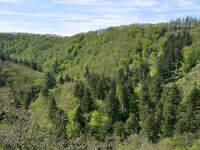 D, Rheinland-Pfalz, Manderscheid, Lieserpfad 1, Saxifraga-Tom Heijnen