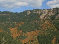 GR, Anatoliki Makedonia kai Thraki, Xanthi, Frakto 41, Saxifraga-Dirk Hilbers