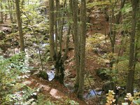 GR, Anatoliki Makedonia kai Thraki, Xanthi, Frakto 47, Saxifraga-Dirk Hilbers