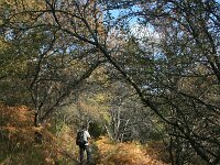 GR, Anatoliki Makedonia kai Thraki, Xanthi, Frakto 57, Saxifraga-Dirk Hilbers