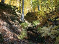 GR, Anatoliki Makedonia kai Thraki, Xanthi, Livaditis 23, Saxifraga-Dirk Hilbers