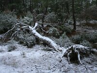 GR, Evros, Soufli, Dadia forest 51, Saxifraga-Dirk Hilbers