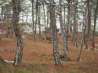 GR, Evros, Soufli, Dadia forest 57, Saxifraga-Dirk Hilbers