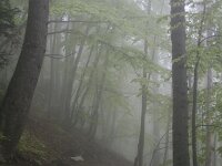 GR, Kentrikí Makedhonía, Dion Olympos, Mount Olympos 8, Saxifraga-Dirk Hilbers