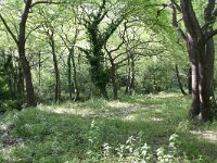 GR, Kentrikí Makedhonía, Sindiki, Ano Porroia 51, Saxifraga-Dirk Hilbers