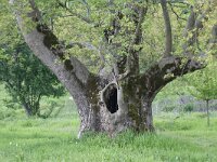 GR, Kentrikí Makedhonía, Sindiki, Ano Porroia 65, Saxifraga-Dirk Hilbers