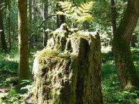 LV, Ventspils novads, Moricsala nature reserve 13, Saxifraga-National Botanical Garden of Latvia