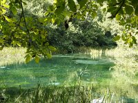NMK, Ohrid, Sveti Naum 5, Saxifraga-Foto Fitis-Sytske Dijksen