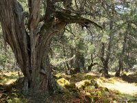 NMK, Resen, Galicica, Golem Grad 3, Saxifraga-Foto Fitis-Sytske Dijksen