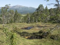 N, Troms, Senja, Anderdalen Nat Park 3, Saxifraga-Willem van Kruijsbergen