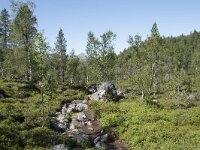 N, Troms, Senja, Anderdalen Nat Park 41, Saxifraga-Willem van Kruijsbergen