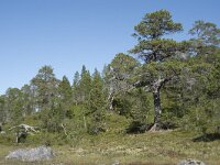 N, Troms, Senja, Anderdalen Nat Park 51, Saxifraga-Willem van Kruijsbergen