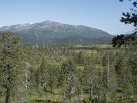 N, Troms, Senja, Anderdalen Nat Park 6, Saxifraga-Willem van Kruijsbergen