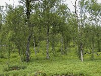 N, Troms, Senja, Skaland, Sommardalen 7, Saxifraga-Willem van Kruijsbergen