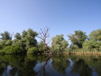 RO, Tulcea, Donau Delta 11, Saxifraga-Bart Vastenhouw