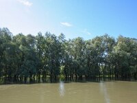 RO, Tulcea, Donau Delta 3, Saxifraga-Bart Vastenhouw