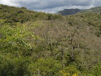 E, Cadiz, Jimena de la Frontera, Alcornocales 25, Saxifraga-Jan van der Straaten