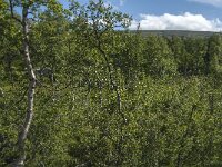 S, Gavleborgs Lan, Sandviken 2, Saxifraga-Jan van der Straaten