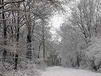 NL, Drenthe, Hoogeveen, Kinholtsbos 1, Saxifraga-Hans Dekker