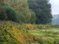 NL, Drenthe, Midden-Drenthe, Mantingerbos 32, Saxifraga-Hans Dekker