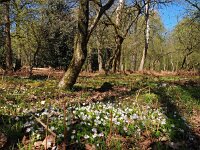 NL, Drenthe, Midden-Drenthe, Oosterholten 3, Saxifraga-Hans Dekker