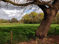 NL, Drenthe, Midden-Drenthe, Orvelte 41, Saxifraga-Hans Dekker