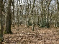 NL, Drenthe, Noordenveld, Alteveer 1, Saxifraga-Hans Boll