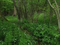 NL, Drenthe, Noordenveld, Nietap 27, Saxifraga-Hans Boll