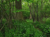 NL, Drenthe, Noordenveld, Nietap 28, Saxifraga-Hans Boll