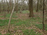 NL, Drenthe, Noordenveld, Nietap 65, Saxifraga-Hans Boll