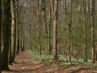 NL, Drenthe, Noordenveld, Nietap 7, Saxifraga-Hans Boll