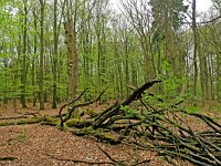 NL, Drenthe, Ooststellingwerf, Wapserveld 1, Saxifraga-Hans Dekker